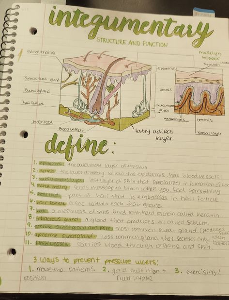 Biology Skin Notes, Integumentary System Notes Nursing, Skin Notes Anatomy, Medical Terminology Aesthetic, The Integumentary System Notes, Anatomy And Physiology Notes Integumentary System, Skin Anatomy Notes, Integumentary System Drawing, Body Systems Notes