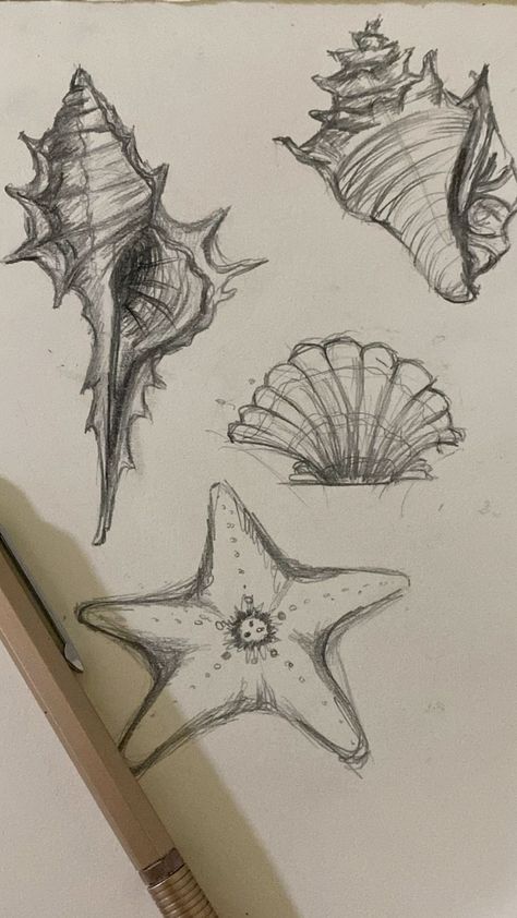 Ocean Inspired Drawings, Drawing Of Shells, Things To Draw Realism, Fill In Drawings, Tropical Drawing Ideas, Pretty Art Sketches, Drawing With Charcoal Pencils, Natural Forms Drawings, Sketch Book Art Ideas Aesthetic