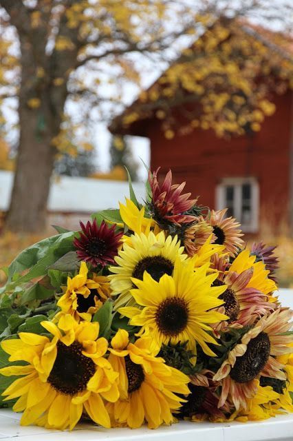 Fall Pictures Nature, Autumn Farm, Sunflowers And Daisies, Fall Gathering, Sunflower Wallpaper, Sunflower Fields, Autumn Beauty, Fall Pictures, Autumn Garden