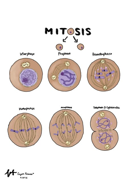 Phases Of Mitosis Drawing, Mitosis Project, Mitosis Diagram, Animal Cell Drawing, Dna Activities, Biology Project, Biochemistry Notes, Cycle Drawing, Learn Biology