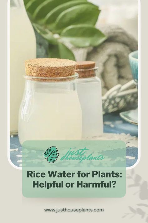 Rice water is a popular option for organic houseplant owners, but why? We're here to find out if rice water is worth the hype- and whether you should be using it for your plants. Rice Water For Plants, Like Rice, Rice Water, But Why, Water Plants, All Plants, House Plants, Farmer, How To Find Out