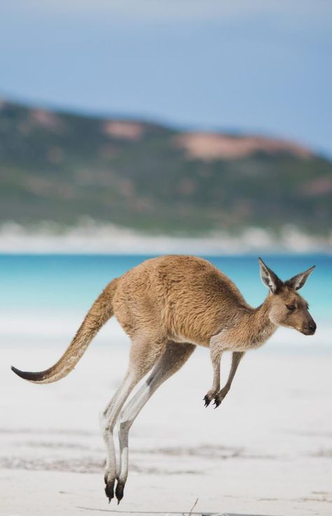 Dragon Boating Racing, Australia Kangaroo, Australia Tourism, Harbor Bridge, Australia History, Australia Animals, Aboriginal Culture, Hello Kitty Coloring, Wildlife Sanctuary