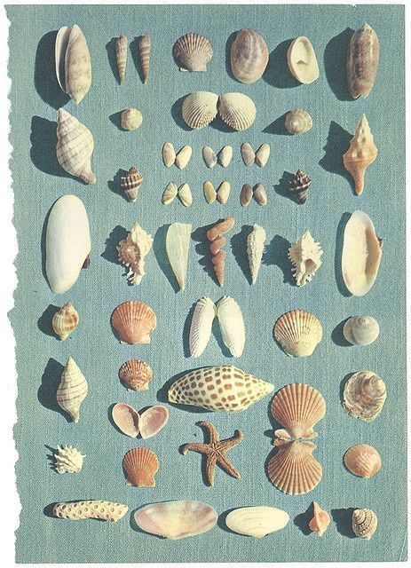 flat-lay #layout made of different #seashells No Ordinary Girl, She Sells Seashells, Beach Crafts, Shell Art, Shell Crafts, Sea Creatures, Wall Collage, Sea Life, Vintage Denim