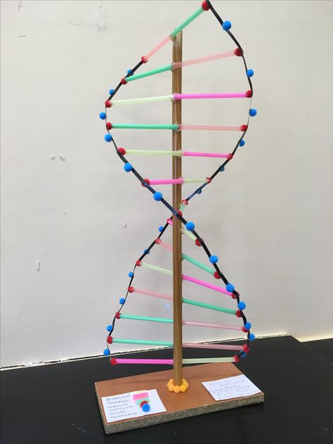 DNA Model Dna Model Project, Dna Activities, Dna Project, Biology Revision, Dna Model, Science Words, Grade 9, 3dprinting Design, Pipe Cleaner