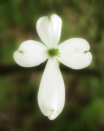 Make Them Wonder: The Dogwood Dogwood Tattoo, Jesus Decor, Tattoo Cross, Bible Board, Dogwood Blooms, Dogwood Tree, Cross Tattoos, Old Rugged Cross, Dogwood Trees