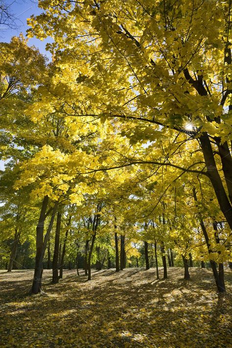 Autumn Season Nature, Maple Forest, Woodland Retreat, Forest Drawing, Urban Forest, Sunny Morning, Forest Trail, Fallen Leaves, Autumn Forest