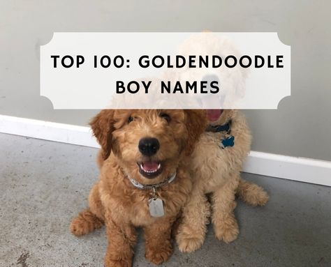 Are you getting a male Goldendoodle dog? By far, the most important step in the entire process is picking the correct name. This is the name that you will call your Goldendoodle the rest of his life! Fun fact, the average Goldendoodle lifespan is approximately 13+ years! You’ll end up yelling your dogs name over 500,000 times. This means that choosing the right Goldendoodle boy name is crucial. We’ve ended up compiling a list of the Top 100 Goldendoodle boy names. Names For Goldendoodles, Boy Puppy Names Unique, Male Dog Names List, Puppy Names Unique, Top Dog Names, Dogs Names List, Male Dog Names, Goldendoodle Names