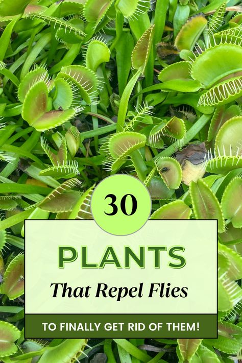 Discover nature's solution to pesky flies! 🌿✨ Dive into our curated list of powerful plants that not only beautify your space but also keep those annoying flies at bay. From fragrant herbs to vibrant flowers, these natural repellents are a must-have for any garden or indoor space. Say goodbye to chemicals and hello to green, fly-free serenity! 🍃🚫🪰 #NaturalRepellents #FlyFreeGarden #EcoFriendlyTips Plants That Deter Flies, Pinesol For Flies, Fly Deterrent, Plants That Repel Flies, Repel Flies, Indoor Herbs, Privacy Ideas, Natural Repellent, Fly Repellant