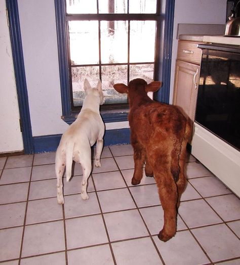 This Mini Cow Saved From Auction House Now Lives With 12 Dogs, Thinks She Is One Of Them | Bored Panda House Cow, Snowboarding Quotes, White Bull Terrier, Unlikely Animal Friends, Cow Liver, Miniature Cows, Pet Cows, Mini Cows, Dog Grooming Business