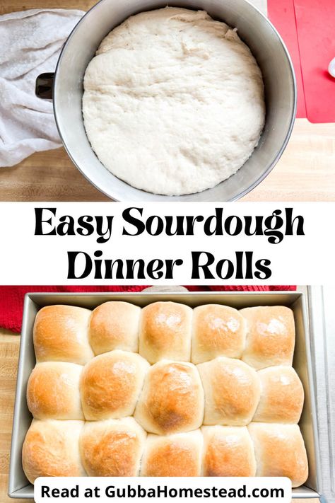 Homemade Sourdough Dinner Rolls Sour Dough Rolls Easy, Easy Sourdough Rolls From Starter, No Wait Sourdough Rolls, Sour Dough Rolls Recipe, Homemade Sourdough Rolls, Sourdough Rolls No Yeast, Easy Sourdough Dinner Rolls - Soft And Fluffy, Sourdough Quick Rolls, Quick Sourdough Rolls From Starter