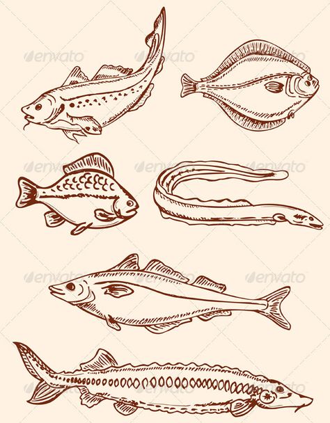 Flat Fish, Ocean Drawing, Sea Drawing, Fish Symbol, Fish Drawing, Salt Water Fish, Saltwater Fish, Fish Vector, Fish Stock