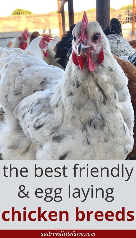 Best Backyard Chickens, How To Have Chickens For Eggs, Egg Laying Chickens For Beginners, Farm Animals For Beginners, Quail And Chicken Coop, Best Food For Chickens, How To Make Your Chickens Friendly, Different Chicken Breeds, Best Chickens For Beginners