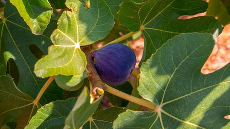 How to Plant, Grow, and Care For 'Black Mission' Fig Trees Fig Varieties, Black Mission Fig, Patio Fruit Trees, Ficus Carica, Fruit Bearing Trees, Fig Trees, Strawberry Color, Tree Seeds, Shade Trees