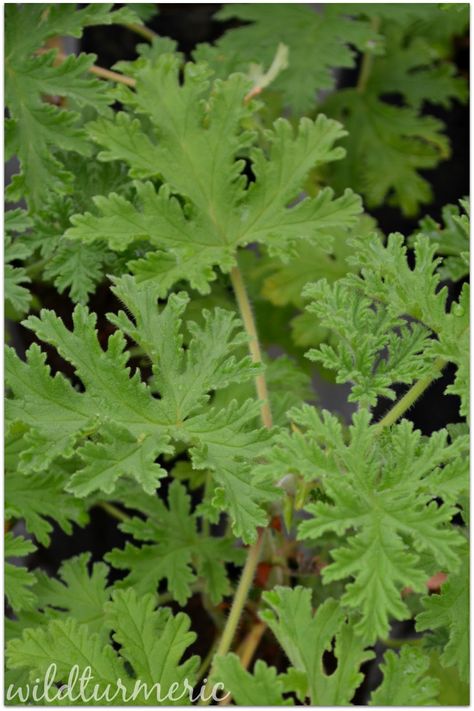 Pelargonium graveolens also commonly called as rose geranium has amazing medicinal uses. It also has an amazing smell of roses which is mesmerising. Pelargonium essential oil extracted from the leaves also have wonderful uses. Pelargonium… Sensory Plants, Scented Geranium, Natural Hair Mask, Pelargonium Graveolens, Geranium Oil, Rose Geranium, Healing Herbs, Medicinal Herbs, Medicinal Plants