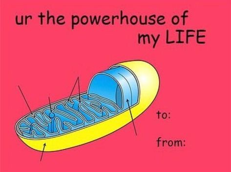 Valentines Day Card Memes, Meme Valentines Cards, Valentines Tumblr, Bad Valentines Cards, Science Valentines, Bad Valentines, Cheesy Valentine, Valentines Memes, Valentines Day Memes