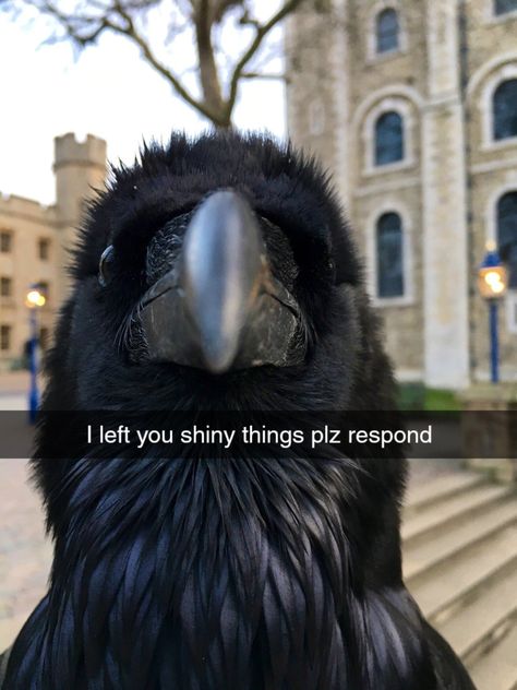 Rebecca Core, Crows Ravens, Silly Animals, Funny Animal Memes, Crows, Cute Little Animals, Funny Animal, Ravens, Animal Memes