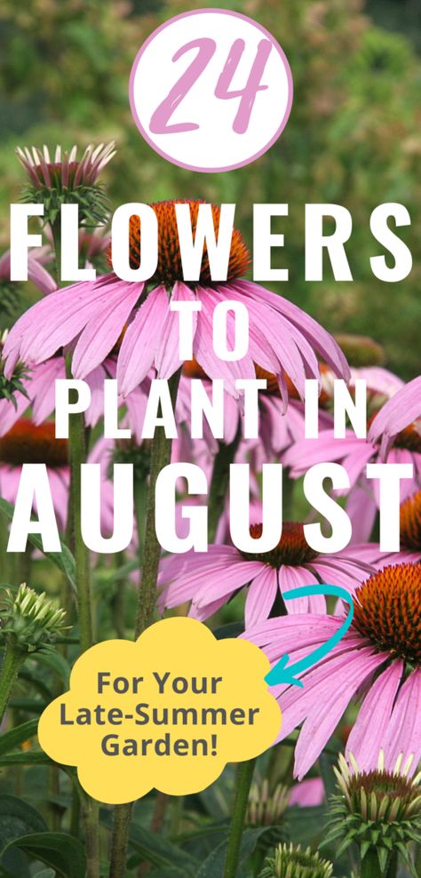 24 August Flowers to Plant in Late-Summer Fall Flowers To Plant In August, Flowers To Plant In August, Flowers To Plant, August Flowers, Late Summer Flowers, Flower Gardening, Summer Plants, Fall Plants, End Of Summer