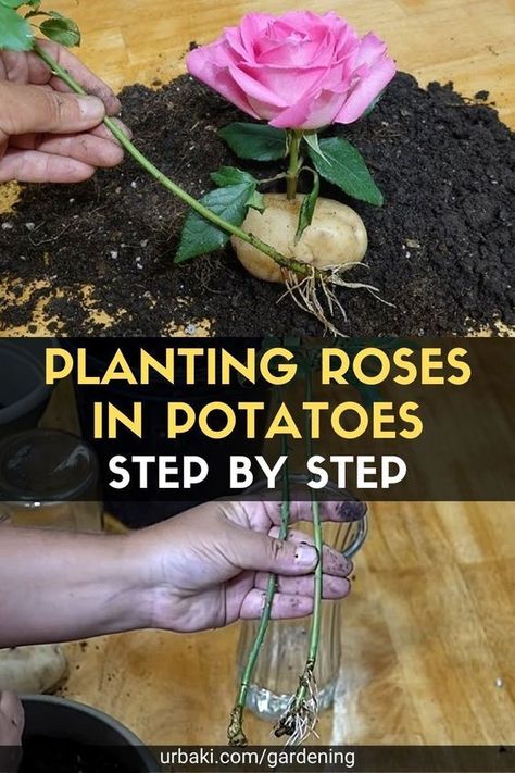 Planting Roses In Potatoes, Grow Roses In Potatoes, Rose Cuttings In Potatoes, Rooting Roses In Potatoes, How To Root Rose Cuttings, How To Plant A Rose From A Stem, Rose Cuttings Rooting, How To Propagate Roses From Cuttings, How To Root A Rose Stem