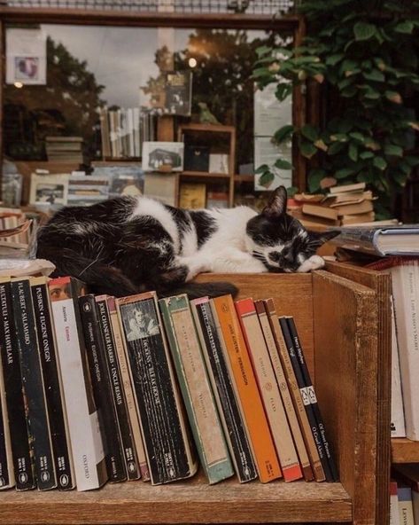 Bookstore Cats, Drømme Liv, Bookstore Cafe, Book Photos, Pile Of Books, Image Chat, Photographie Portrait Inspiration, Cat Cafe, Mia 3