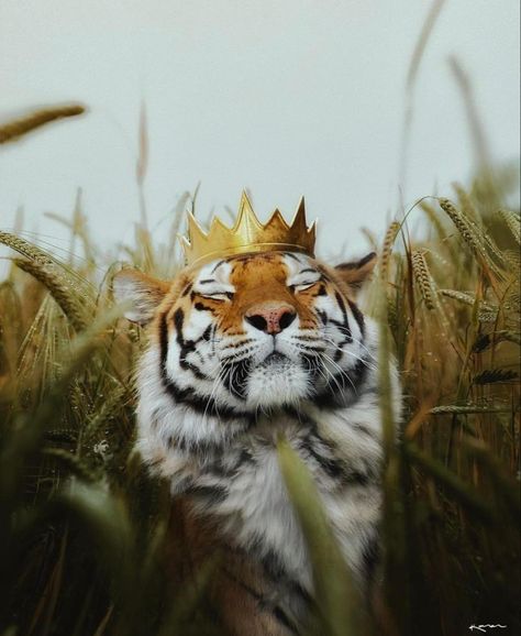 Evvi Art, Kunst Inspiration, Tiger Art, A Tiger, 귀여운 동물, Big Cats, Photo Profil, Spirit Animal, Wild Cats