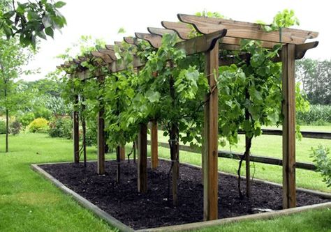 Check out How to Make Wine in Your Backyard | Winemaking Basics for Homesteading Beginners at https://homesteading.com/how-to-make-wine-at-home/ Backyard Vineyard, Bedroom Architecture, Grape Vine Trellis, Grape Trellis, Grape Arbor, Vine Trellis, Arbors Trellis, Garden Vines, Garden Arbor