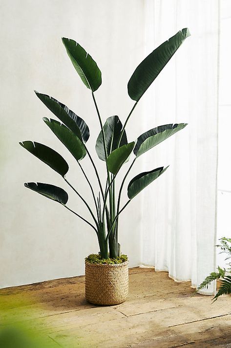 Enhance a living room corner with this remarkably realistic faux bird of paradise tree, as ideal for mid-century aesthetics as it is for contemporary spaces. Arrives in a plastic " grower's pot," ready to drop into your favorite decorative pot. Plants For Spa Room, Hawaiian Interior Design, Plants In Living Room, Sunlife Organics, Giant Bird Of Paradise, Spa Room Design, Plant Apartment, Mid Century Modern Plants, Studio Vibes