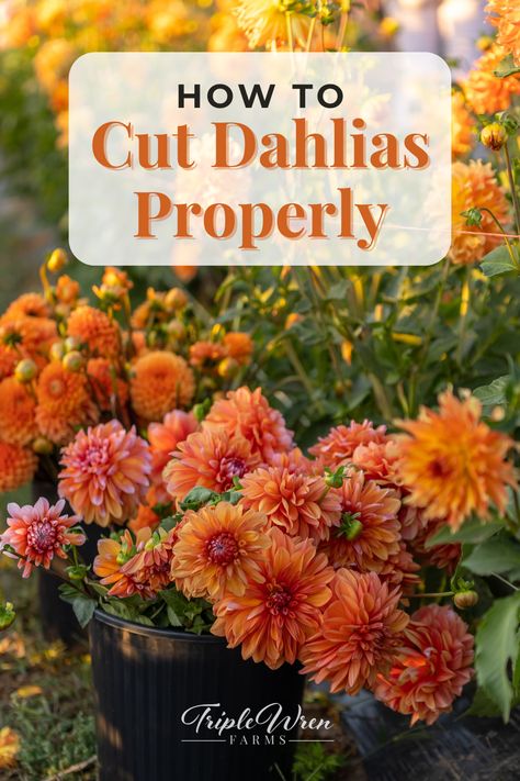 Did you know that if you cut your dahlias deeply, it will keep your plants healthier and make them chug out longer, strong stems? If you cut too short, your dahlia stems will become weak and floppy.   In this post, you'll learn how to cut your dahlias in the way that makes them grow best---and that means more and better blooms for your garden!  Click here to read! Staking Dahlias, Dahlia Flower Garden, Planting Dahlias, Dahlia Garden, Flower Farming, Cut Flower Farm, Dahlias Garden, Growing Dahlias, Plant Magic