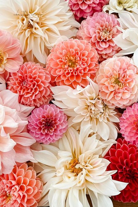 Elevate your flower game with these breathtaking types of dahlias. Dahlia Wedding Flowers Centerpieces, Dahlia Flower Wallpaper Iphone, Types Of Spring Flowers, Floral Inspiration Board, Dahlia Flower Types, Dahlia Wallpaper Iphone, Dahlia Wedding Centerpieces, Dahlia Flower Aesthetic, Dalia Bouquet