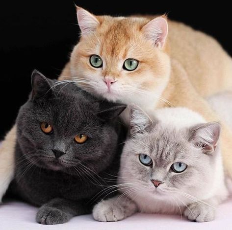 Three cats cuddling together Haiwan Comel, Anak Haiwan, Haiwan Lucu, Söt Katt, British Shorthair Cats, Image Chat, Beautiful Cat Breeds, Haiwan Peliharaan, Cat Facts