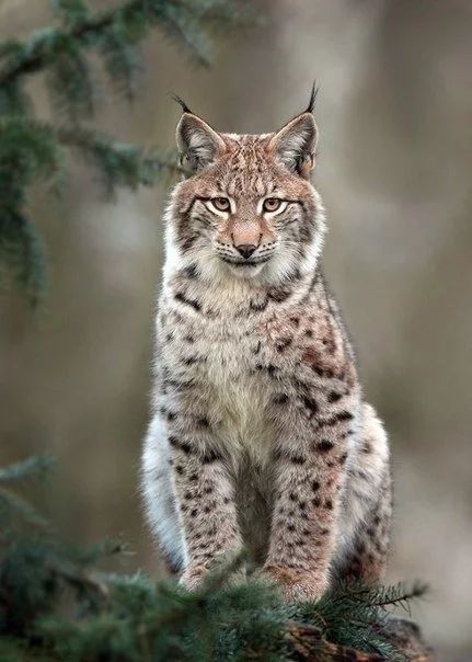 Wild Wallpaper, Lynx Lynx, Eurasian Lynx, Exotic Cats, Wildlife Animals, Lynx, Animal Photo, Beautiful Cats, 귀여운 동물