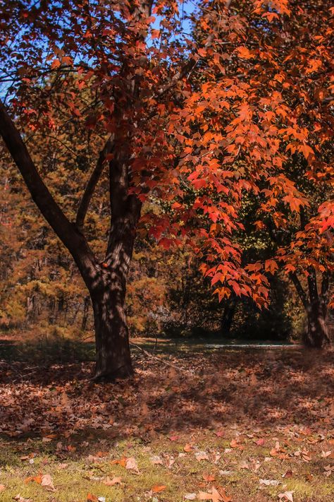 A beautiful fall background to photoshop any subject. Evermore Season, Romanticize Fall, Autumn Nostalgia, Fall Series, Autumn School, Fall Begins, Autumn Dark, Fall Trees, Fall Tree