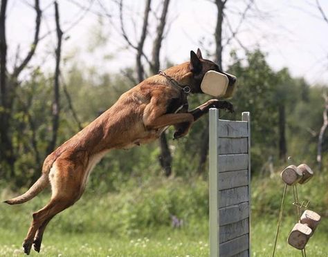 Working Belgian Malinois, Igp Dog Training, Belgian Malinois Working, Working Malinois, Conditioned Dogs, Belgian Malinois Training, Malinois Training, Pastor Belga Malinois, Belgium Malinois