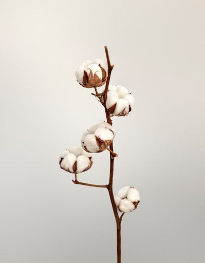 Cotton Plant Aesthetic, Cotton Plant Photography, Cotton Plant Illustration, Cotton Aesthetic, Baby Store Display, Cotton Photography, Aesthetic Plant, Cotton Tree, Cotton Candy Nails