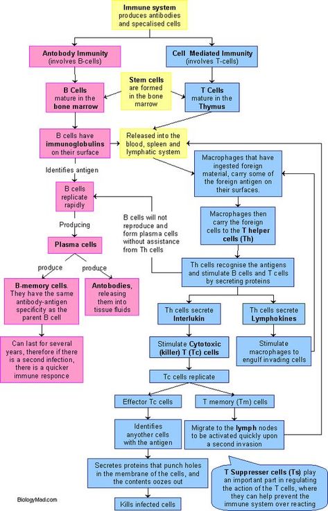 Immune System Nursing, Immunity Nursing, Burn Calories Fast, Nurse Study Notes, Top School, Medical Laboratory Science, Biomedical Science, Nursing Study, Nursing Notes