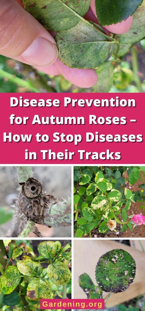 Disease Prevention for Autumn Roses – How to Stop Diseases in Their Tracks Rose Rosette Disease, Rose Diseases Leaves, Rosette Disease, Rose Diseases, Autumn Roses, Rose Fertilizer, Spring Rose, Autumn Rose, Spring Roses