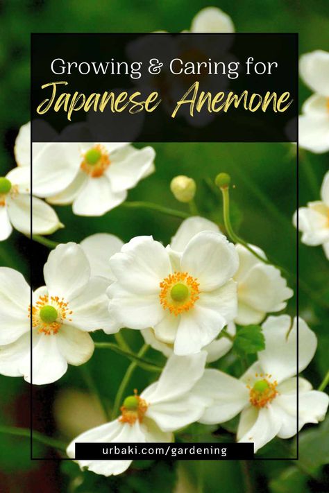 Japanese anemones, renowned for their delicate blooms and graceful presence, are cherished treasures in the world of gardening. With their resilience and enduring beauty, these perennial plants hold a special place in the hearts of gardeners worldwide. Whether adorning borders, beds, or containers, Japanese anemones effortlessly infuse a garden with an aura of elegance and charm. In this all-encompassing guide, we embark on a journey to unravel the secrets of growing and caring for Japanese... Japanese Garden Flowers, Japanese Anemone Garden, Cucumber Leaves Turning Yellow, Mum Garden, Japanese Anemones, Fall Perennials, Japanese Anemone, Organic Mulch, Starting A Garden