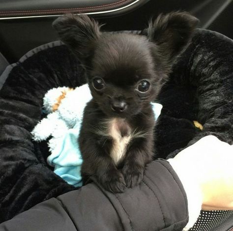 Cute Chihuahua Puppies, Chiwawa Puppies, Cute Chihuahuas, Chiwawa Dog, Chihuahuas Dogs, Psy Chihuahua, Big Dogs Breeds, Biggest Dog In The World, Biewer Yorkie