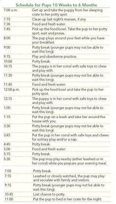 How To Teach Your Puppy Not To Bite #howtokeepmydogfrombarking #howtostopmydogfrombarking #puppytrainingpotty Potty Training Schedule, Puppy Potty Training Tips, Puppy Schedule, Puppy Potty Training, Puppy Training Schedule, House Training Puppies, Dog Clippers, Puppy House, Basic Dog Training