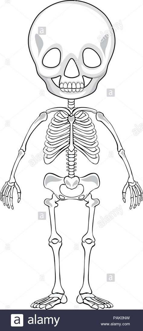 Outline drawing of a human skeleton ... Human Skeleton Drawing, Baby Skull, Skeleton Drawings, Skeleton Illustration, Human Skeleton, Outline Drawing, Outline Drawings, Image Illustration, Easy Drawings