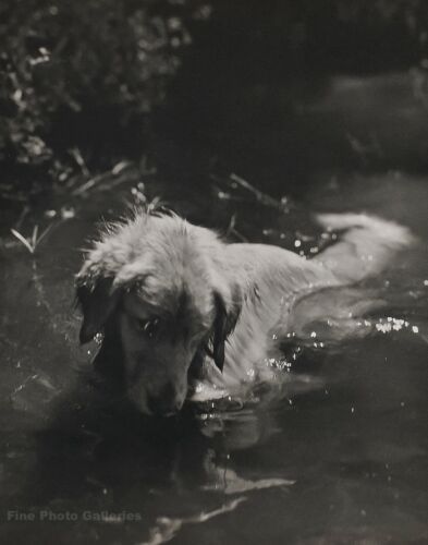 Find many great new & used options and get the best deals for 1990 Vintage BRUCE WEBER Golden Retriever Dog Adirondack River Photo Art 11X14 at the best online prices at eBay! Free shipping for many products! Vintage Dog Photos, Untitled Film Stills, Adirondack Park, Emotional Photos, Bruce Weber, Blue Bayou, Queer Art, St Regis, Creature Comforts