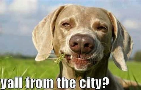 Y'all from the city? Country Bumpkin, Red Neck, Weimaraner Dogs, Funny Dog Pictures, Funny Bunnies, Weimaraner, Down South, Funny Animal Pictures, Bones Funny