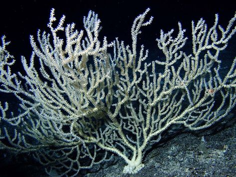 Coral Reef Ecosystem, Brain Coral, Fan Coral, White Fan, Sea Illustration, Sea Plants, Sea Sponge, People Standing Together, Deep Sea Creatures