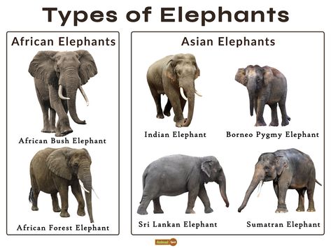 Types Of Elephants, Pygmy Elephant, Sri Lankan Elephant, Sumatran Elephant, Elephant Species, Animal Infographic, African Forest Elephant, Elephant Facts, African Bush Elephant