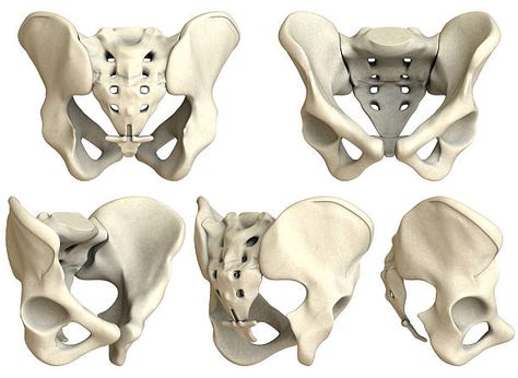 Good References, Studying Anatomy, Pelvis Anatomy, Hip Anatomy, Bone Drawing, Artistic Anatomy, Figure Drawing Practice, Human Skeleton Anatomy, Anatomy Images