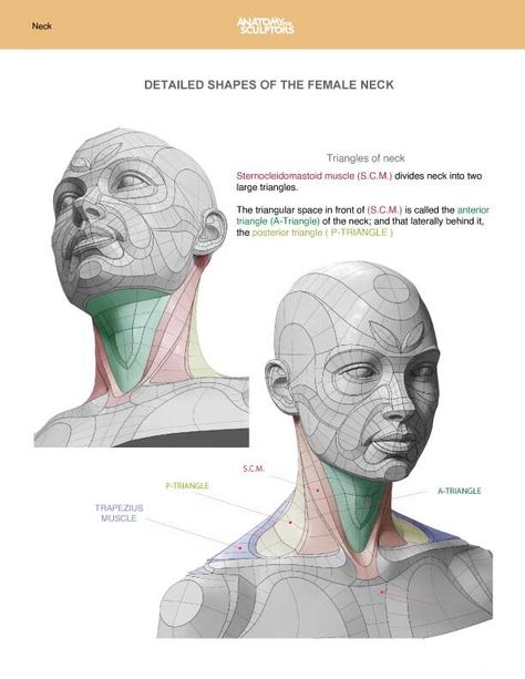 Neck Anatomy Drawing, Anatomy For Sculptors, Neck Anatomy, Neck Drawing, Human Anatomy For Artists, Head Anatomy, Facial Anatomy, Face Anatomy, Anatomy Sculpture