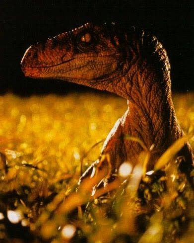 "Don't go into the long grass!" #jurassicpark2 #thelostworldjurassicpark #thelostworld #velociraptor #raptors #sixfootturkey #6footturkey #raptor #velociraptor #dinosaur #dinosaurs #dinolover #dinonerd #fanaccount #fanpage #like #follow The Lost World Jurassic Park, Lost World Jurassic Park, Jurassic Movies, Jurassic Park Poster, Jurassic Park Series, Jurassic Park Film, Jurassic Park Movie, Jurrasic Park, Michael Crichton