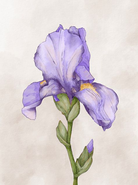 Iris Flower Reference, Painted Iris Flower, Watercolor Iris Tutorial, Flower Drawing Purple, Iris Flowers Drawing, Iris Flower Watercolor, Iris Watercolor Painting, Iris Paintings, Iris Drawing