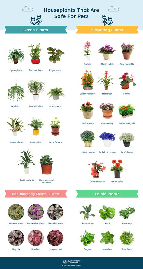 Pet Safe Hanging Plants, Flowers For Indoors, Indoor Plants Safe For Pets, Pet Safe House Plants Cats, Safe Plants For Dogs, Plants That Are Safe For Dogs, Plants Bad For Cats, Hanging Plants Safe For Cats, Large Pet Safe House Plants