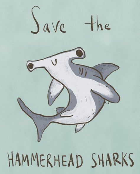 Hammerhead Sharks, Save The Sharks, Shark Pictures, Shark Drawing, Shark Bait, Shark Art, Hammer Head, Hammerhead Shark, Shark Fin