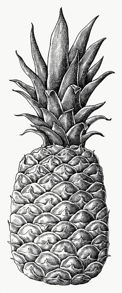 Pineapple Sketch, Market Drawing, Carrot Drawing, Pineapple Vintage, Pineapple Drawing, Pineapple Illustration, Fruit Sketch, Pineapple Vector, Fruit Art Drawings